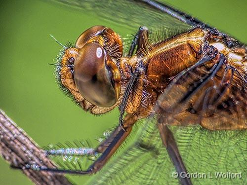 Gordon Wolford Photographyontarioeastern Ontariobugs Of Eastern